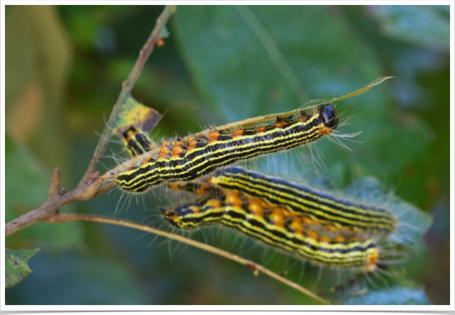 Yellow-necked Caterpillar on Oak
Datana ministra
Bibb County, Alabama Yellow-necked Caterpillar on Oak
Datana ministra
Bibb County, Alabama
